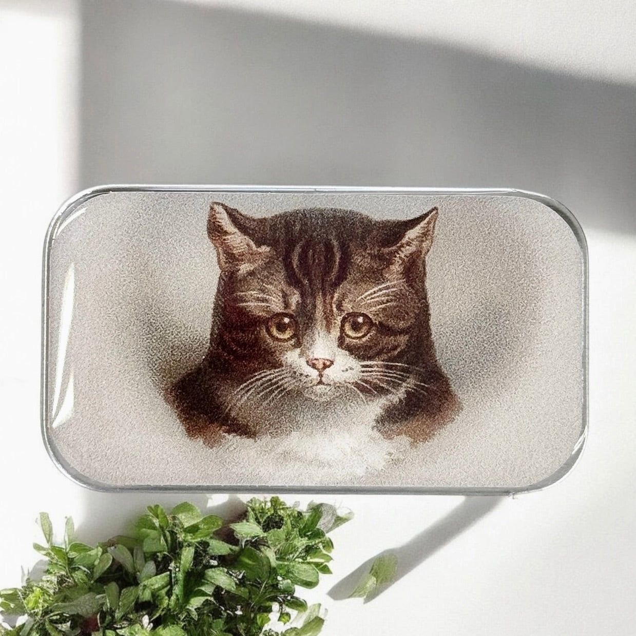 Cat Tin