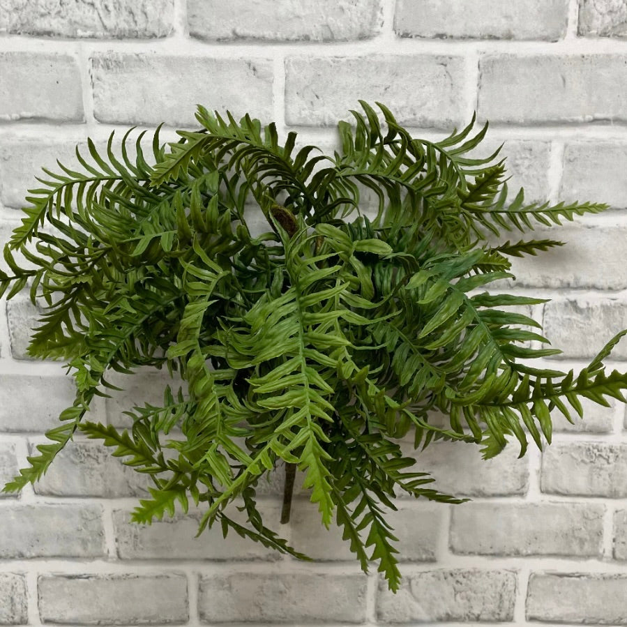 Dwarf Tree Fern Bush 18"