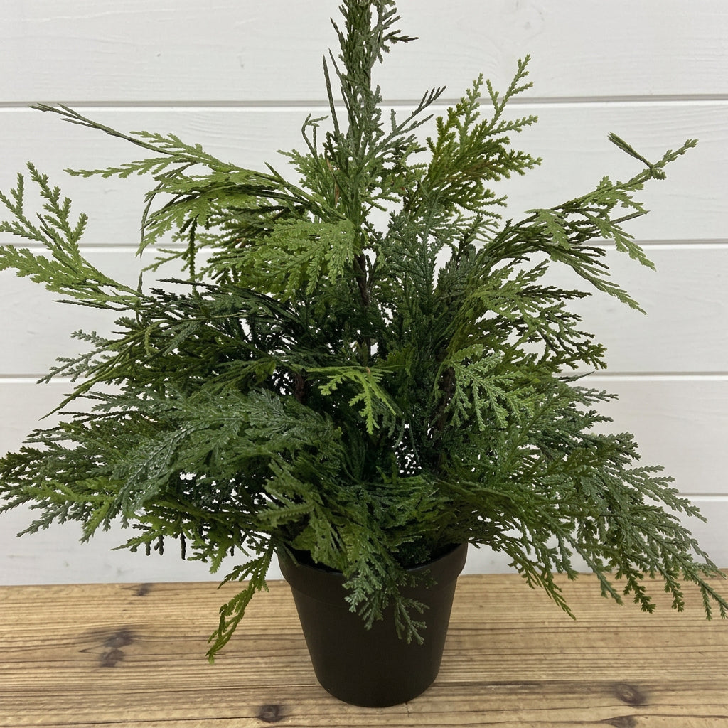 Northern White Cedar Tree 18"