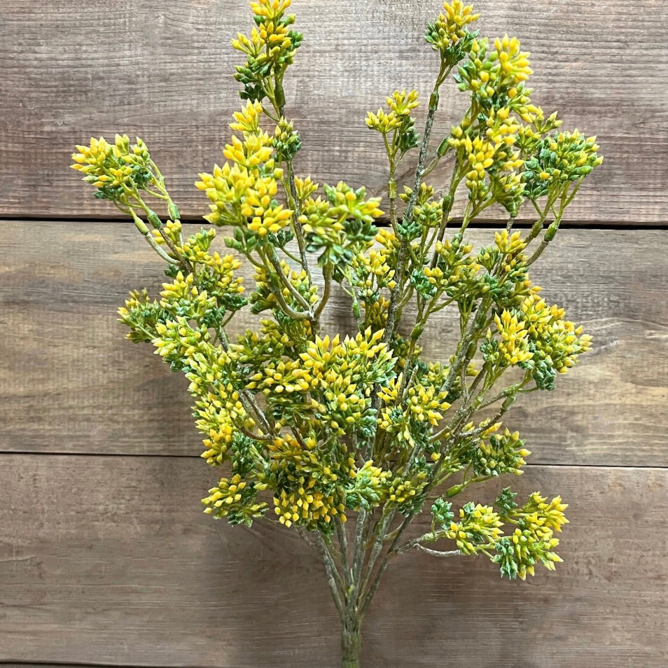 Yellow Seeded Eucalyptus Bush