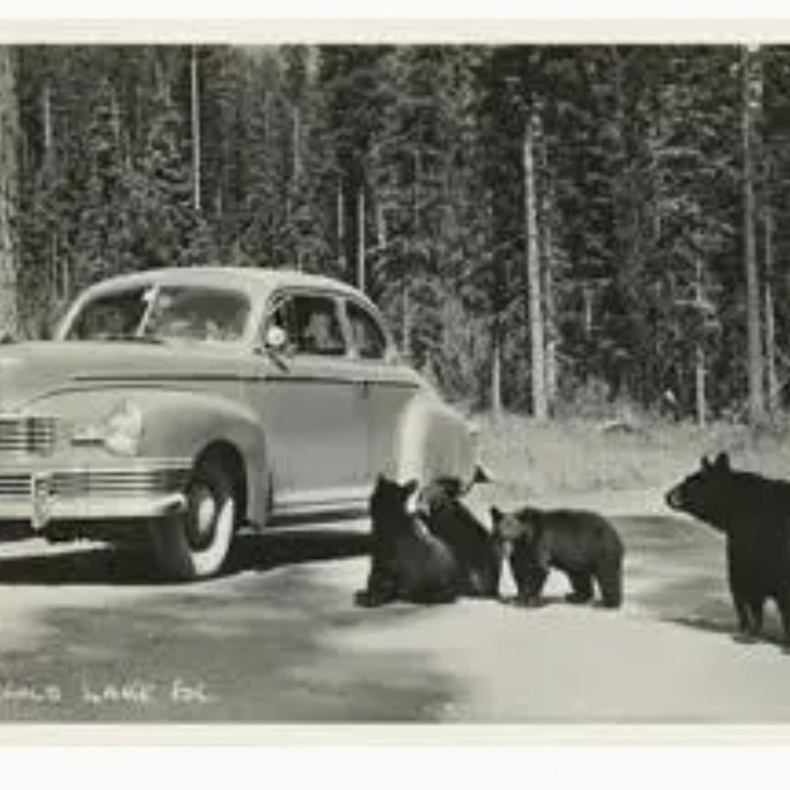 Bears and Car Postcard