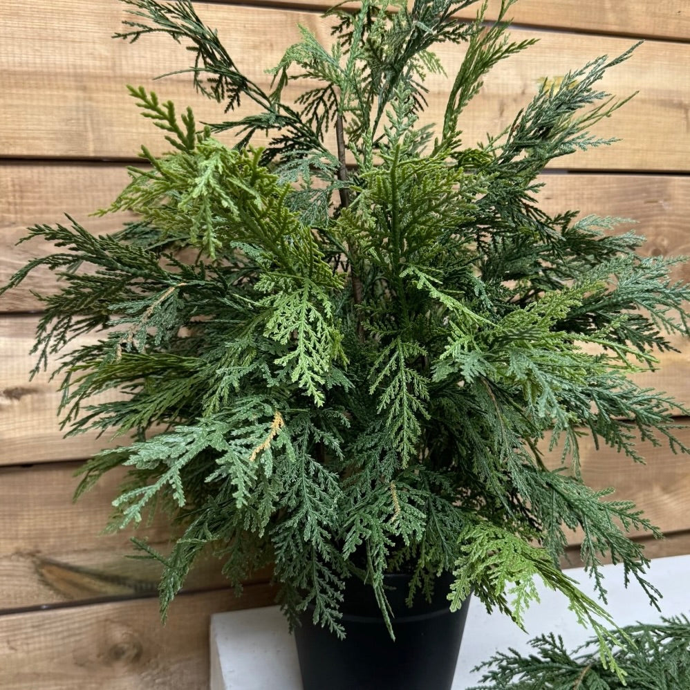 Northern White Cedar Tree 24"