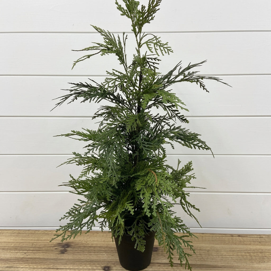 Northern White Cedar Tree 24"