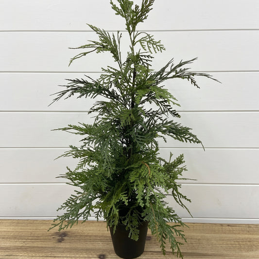 Northern White Cedar Tree 24"