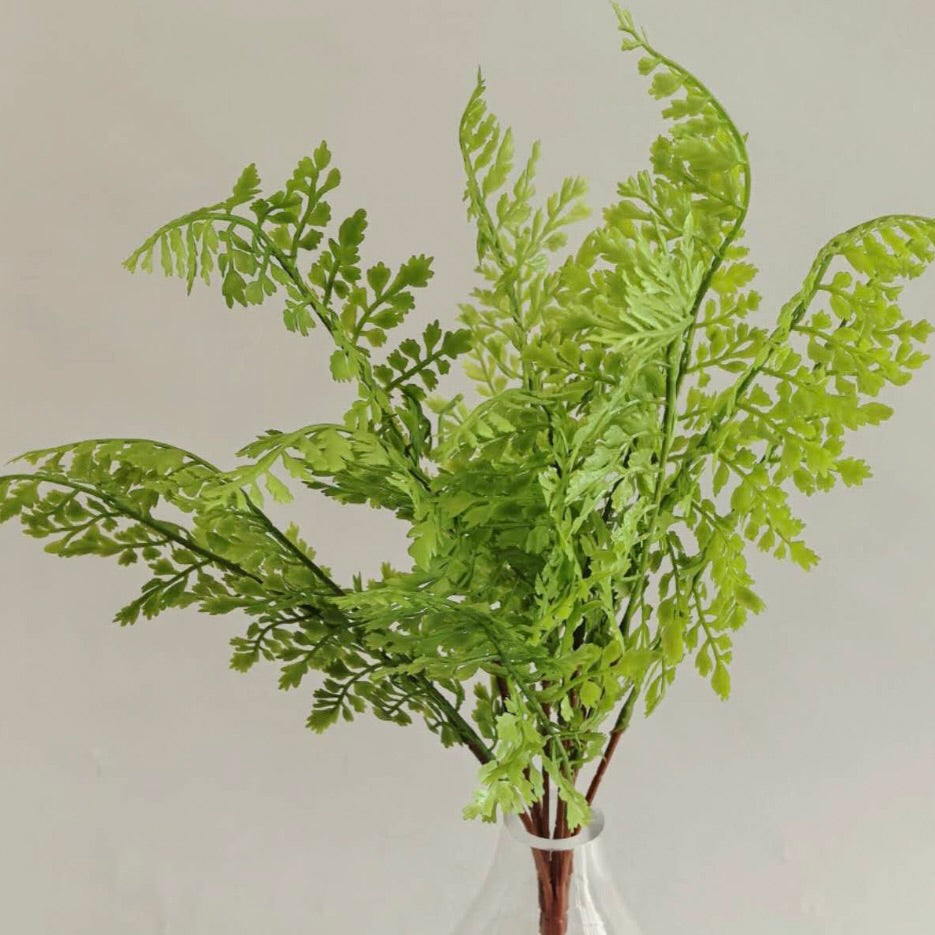 Staghorn Fern