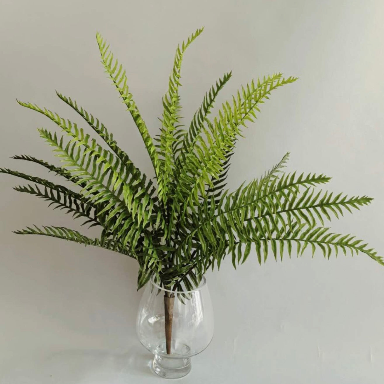 The Great Monarch Fern Bush