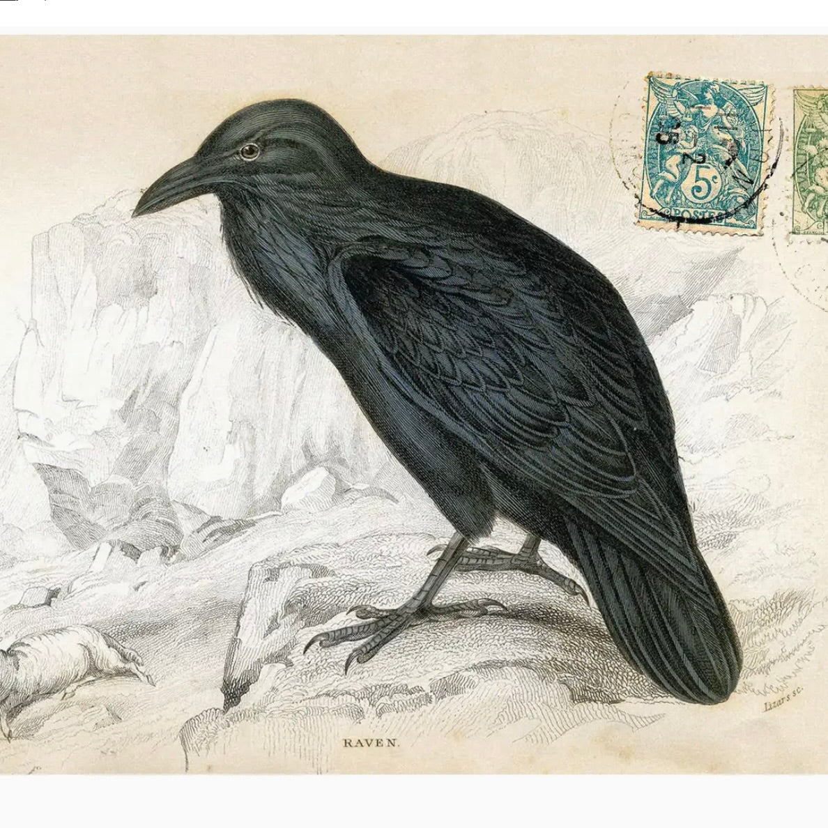 Raven Postcard