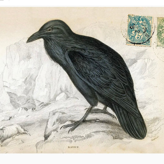 Raven Postcard