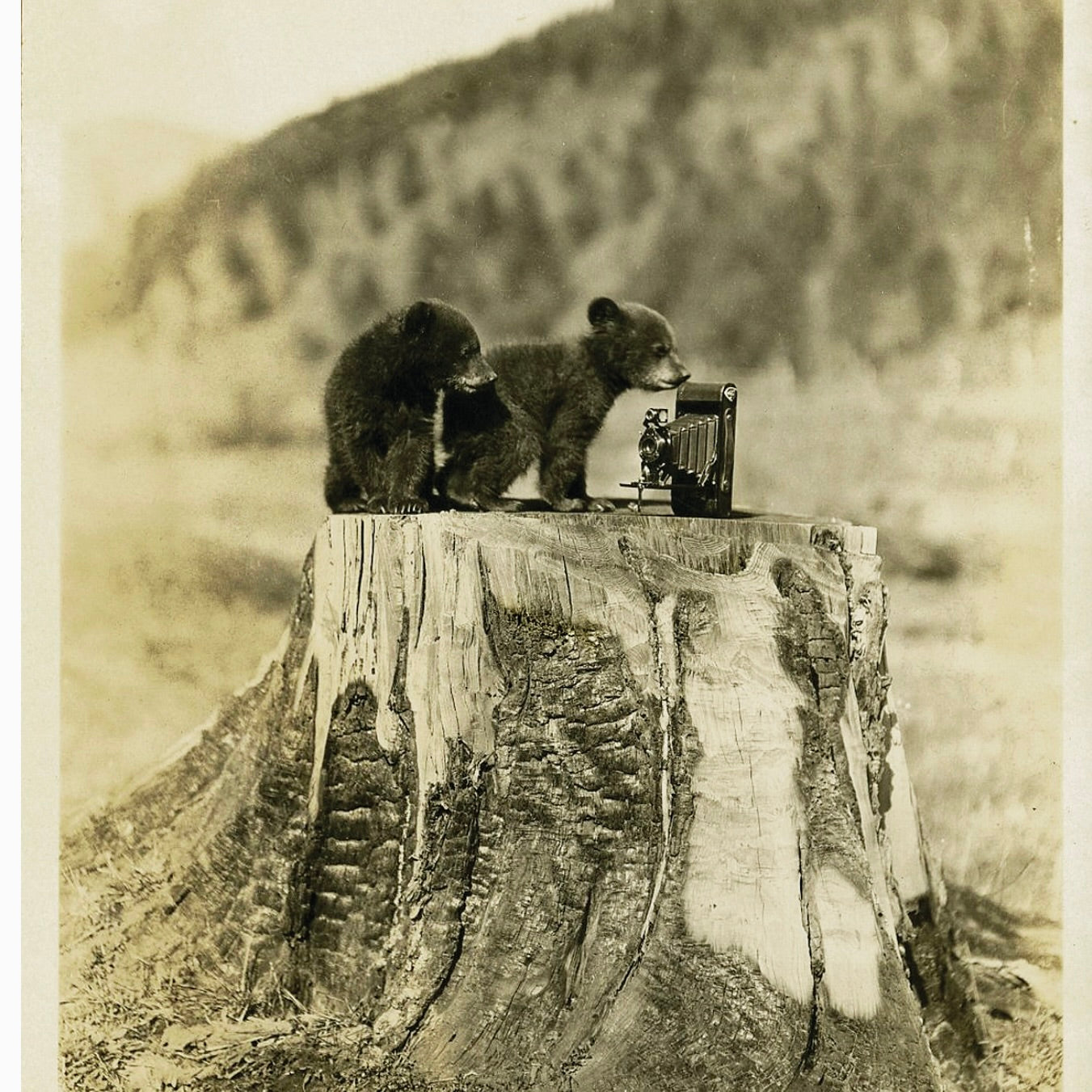 Baby Bears Postcard
