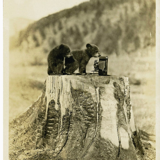 Baby Bears Postcard