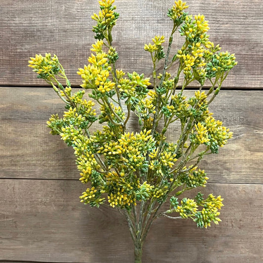 Yellow Seeded Eucalyptus Bush