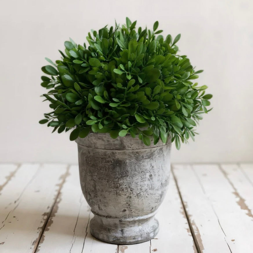 Boxwood in Cement Pot 11"