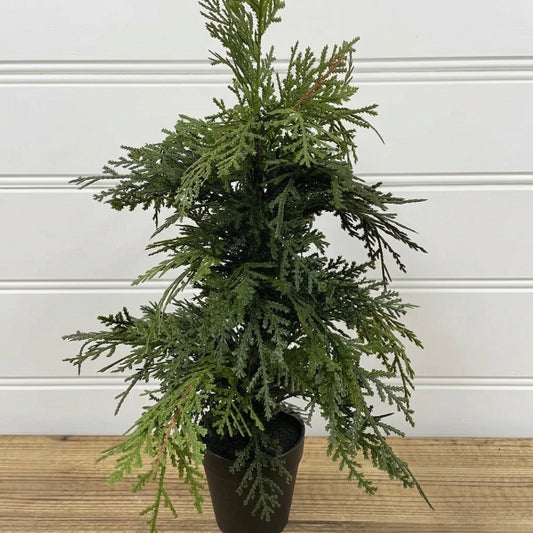 Northern White Cedar Tree 19.5"