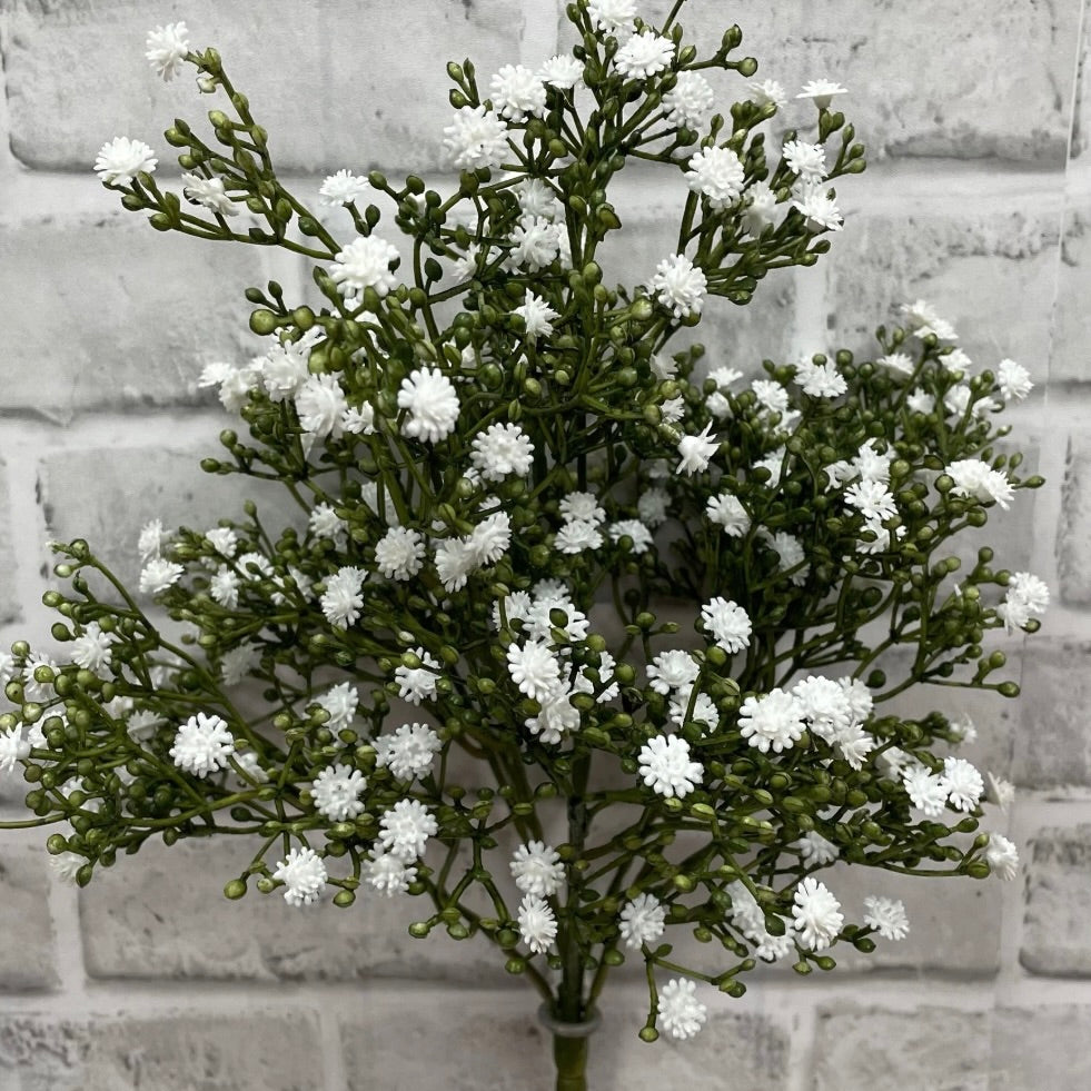 White Gypsophila bush