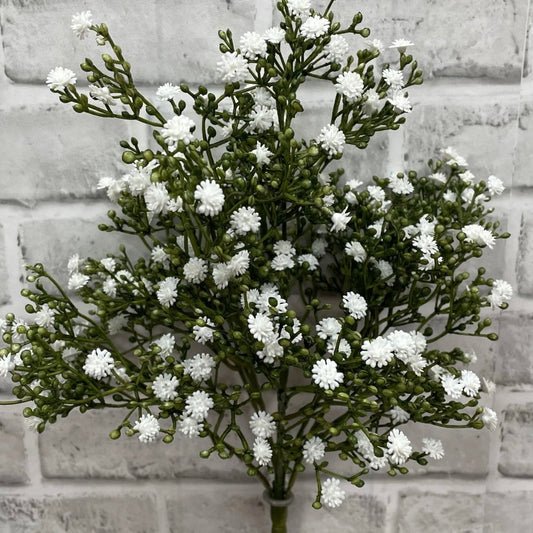 White Gypsophila bush