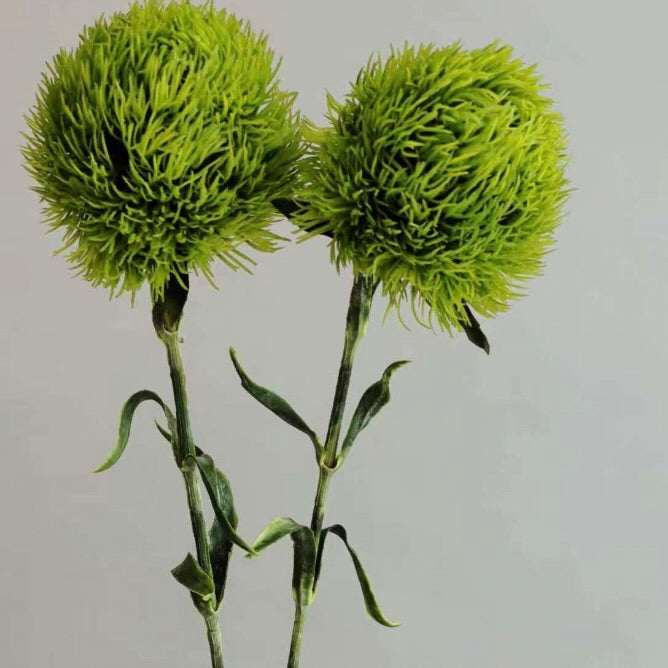 Dianthus Green Ball
